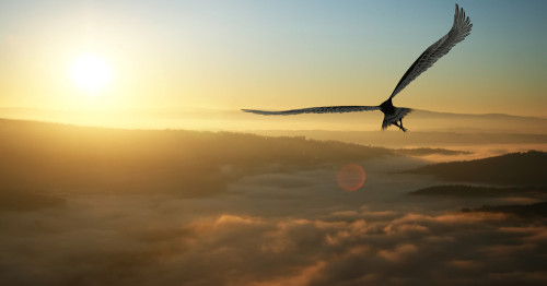 Das Krafttier, der treue Begleiter: Foto: © Juanjo Tugores / shutterstock / #214291021